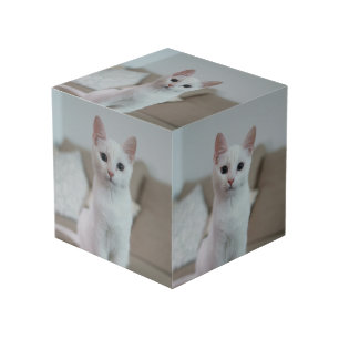 White cat Zazzle_Growshop. Cube