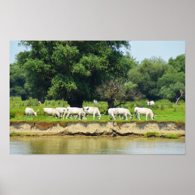 White cattle and river Danube Poster (Front)