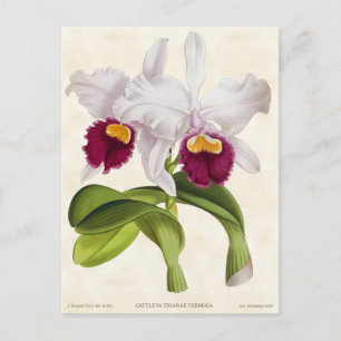 White Cattleya Orchid Vintage Botanical Postcard