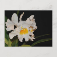 White Cattleya tropical wild orchid flower