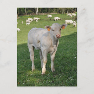 White charolais calf photo postcard