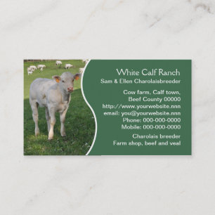 White charolais calf with green panel business card