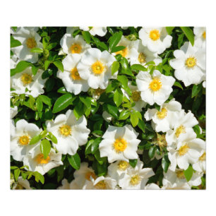 White Cherokee Rose  Photo Print
