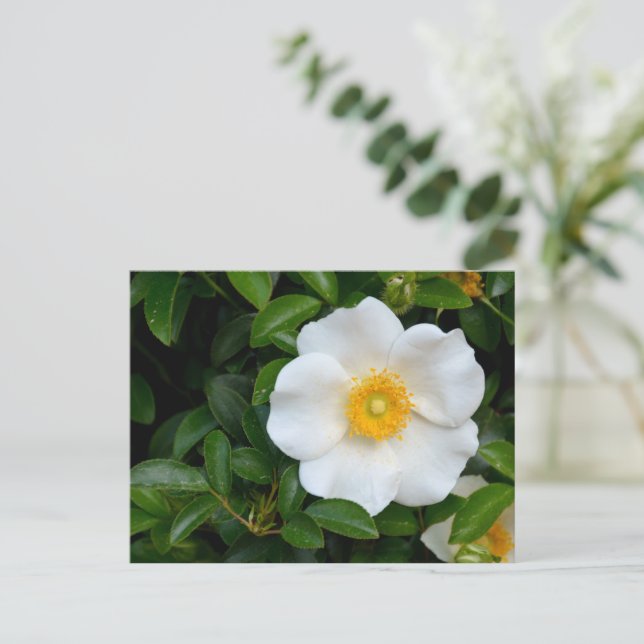 White Cherokee rose Postcard (Standing Front)
