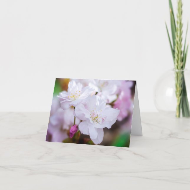 White Cherry Blossom Greeting Card (Front)