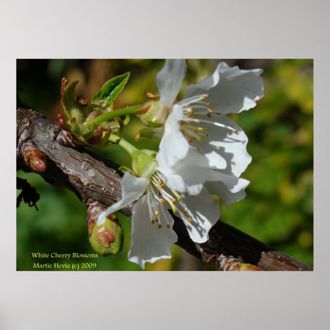 White Cherry Blossom Poster (Front)
