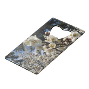 White Cherry Blossom / Sakura / サクラ(桜)