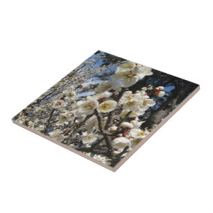 White Cherry Blossom / Sakura / サクラ（桜） Ceramic Tile