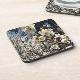 White Cherry Blossom / Sakura / サクラ(桜) Coaster