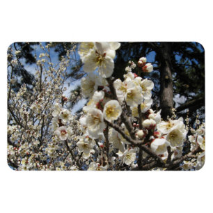 White Cherry Blossom / Sakura / サクラ(桜) Magnet