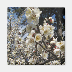 White Cherry Blossom / Sakura / サクラ(桜) Magnet