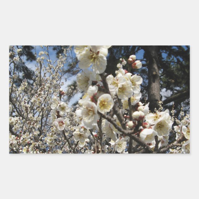 White Cherry Blossom / Sakura / サクラ（桜） Rectangular Sticker (Front)