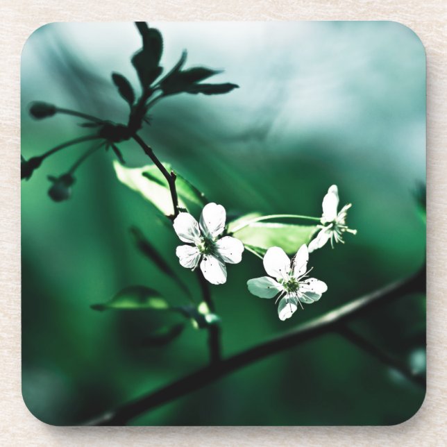 White Cherry Blossoms Coaster (Front)