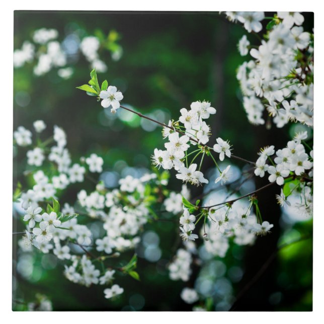 White Cherry Blossoms Green Leaves Ceramic Tile (Front)
