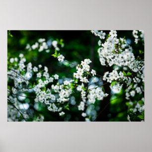 White Cherry Blossoms Green Leaves Poster