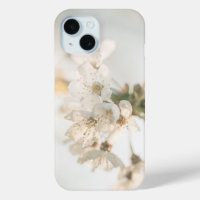White Cherry Blossoms Nature Photo