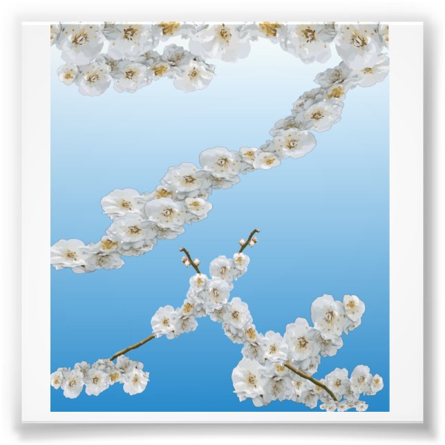 White Cherry Blossoms Photo Print (Front)