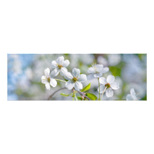 White Cherry Flower Photo Print