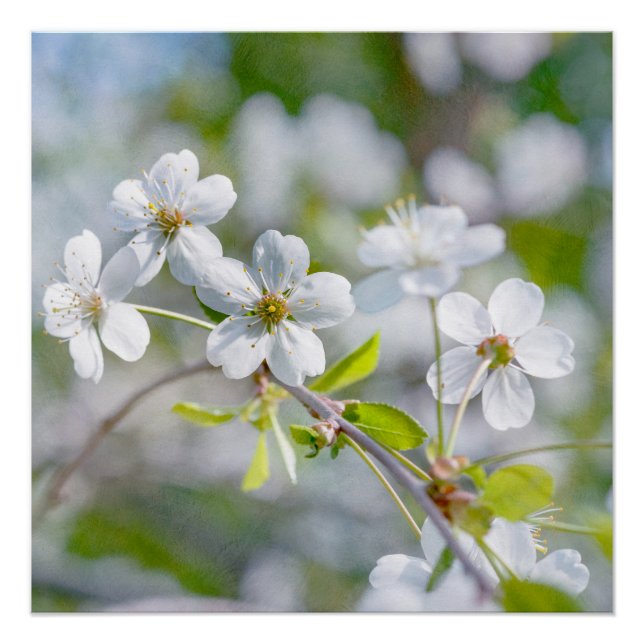 White Cherry Flower Poster (Front)