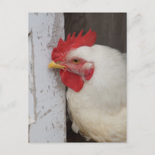 White Chicken Peeking Postcard