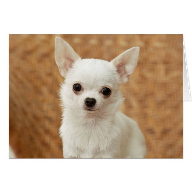 White Chihuahua (Front Horizontal)