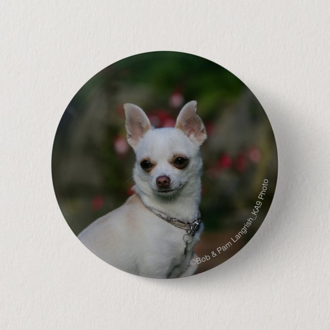 White Chihuahua 6 Cm Round Badge (Front)