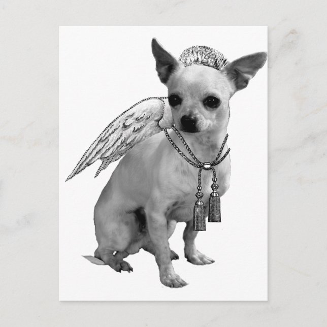 White Chihuahua Angel Wings Postcard (Front)
