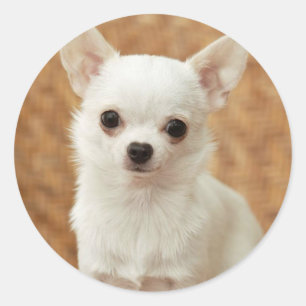 White Chihuahua Classic Round Sticker