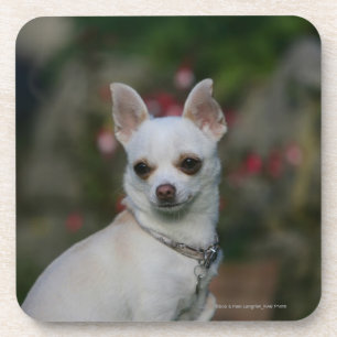 White Chihuahua Coaster
