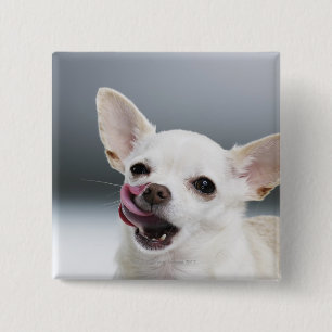 White Chihuahua licking lips 15 Cm Square Badge