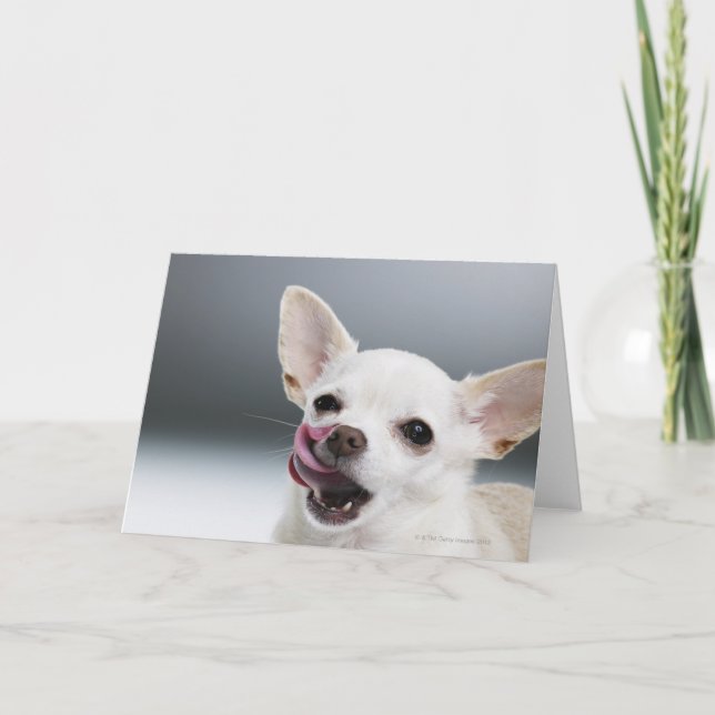 White Chihuahua licking lips Card (Front)