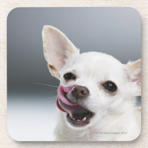 White Chihuahua licking lips Coaster