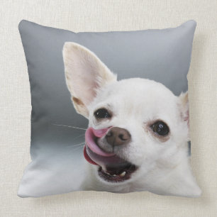 White Chihuahua licking lips Cushion