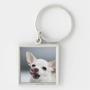 White Chihuahua licking lips Key Ring