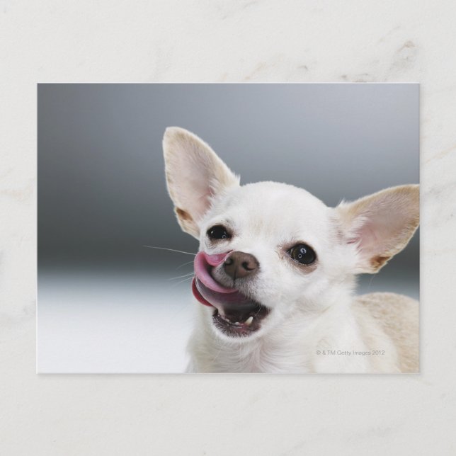White Chihuahua licking lips Postcard (Front)