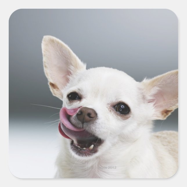 White Chihuahua licking lips Square Sticker (Front)