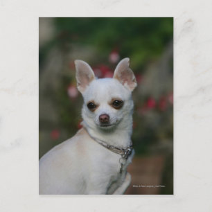 White Chihuahua Postcard