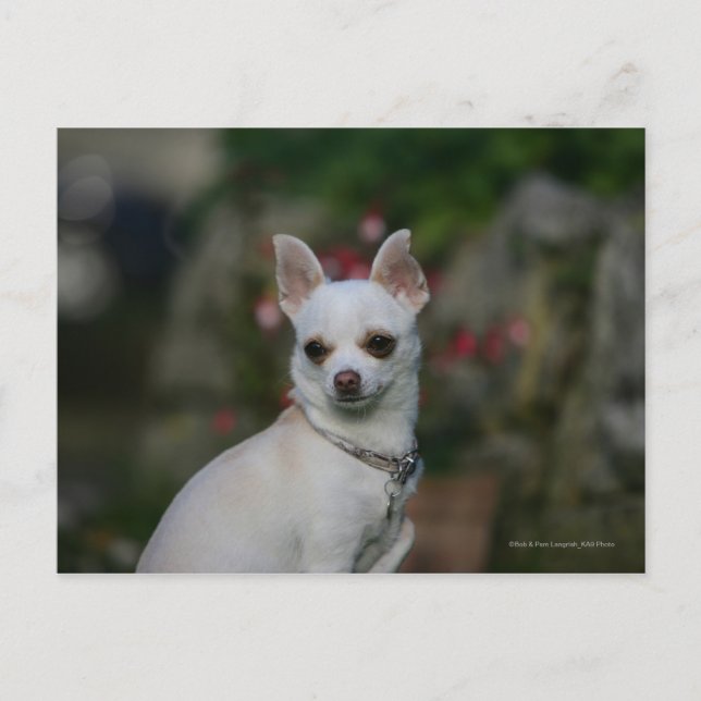 White Chihuahua Postcard (Front)