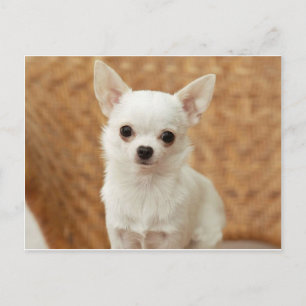 White Chihuahua Postcard