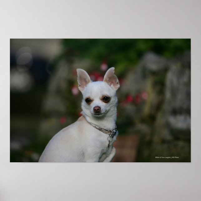 White Chihuahua Poster (Front)