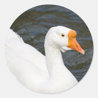 White Chinese Goose Classic Round Sticker