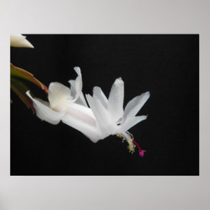 White Christmas Cactus Flower Poster