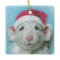 White Christmas Rat with a Santa Hat Pastel Art