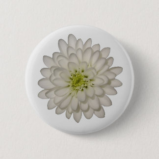 White Chrysanthemum Button