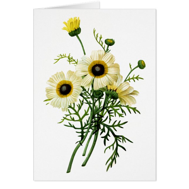 White Chrysanthemum by Pierre Joseph Redoute (Front)