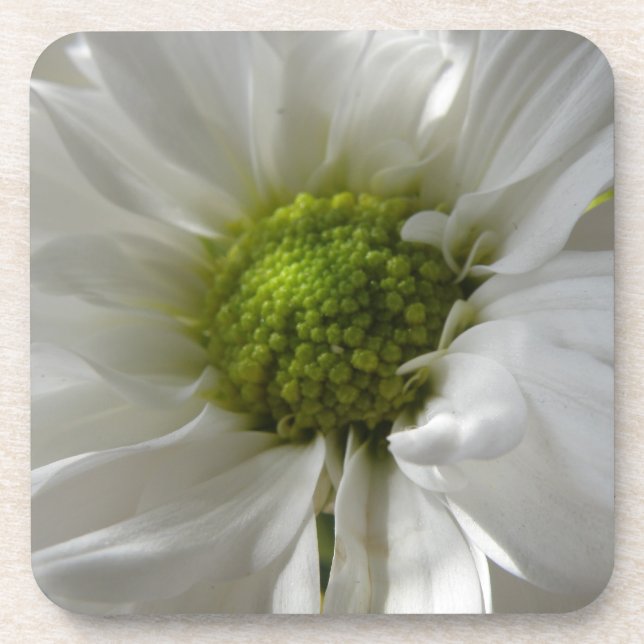 White Chrysanthemum Cork Coaster (Front)