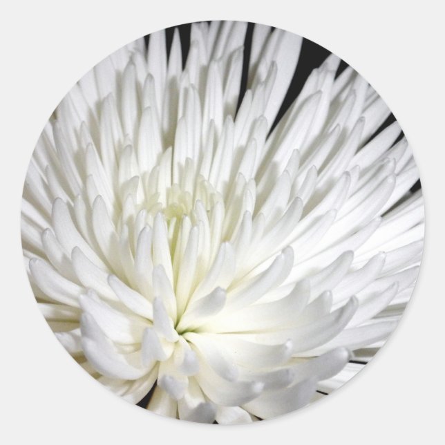 White Chrysanthemum Flower Mums Flowers Photo Classic Round Sticker (Front)