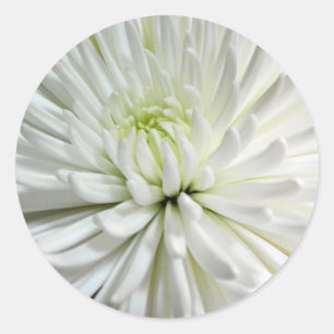 White Chrysanthemum Flower Mums Flowers Photo Classic Round Sticker