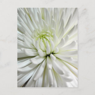 White Chrysanthemum Flower Mums Flowers Photo Postcard