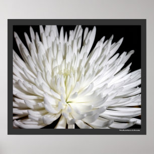 White Chrysanthemum Flower Mums Flowers Photo Poster